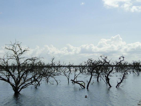 10273765_673886829350758_468417147706767506_n