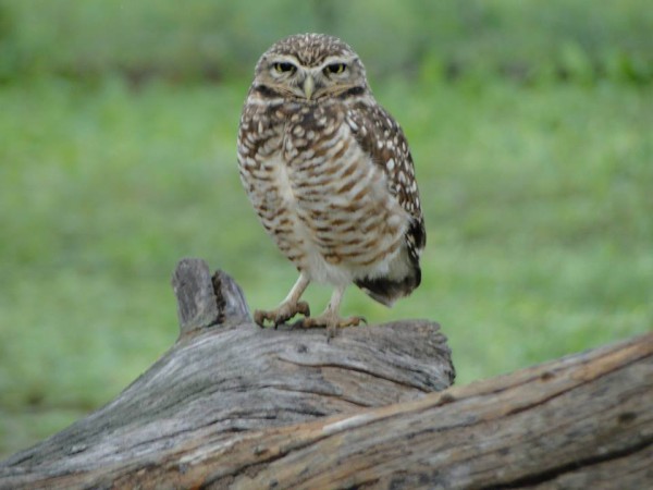 1549396_673885589350882_9206789332222276771_n